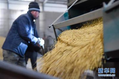 黑龍江 糧企大豆收購加工忙 保障糧食供應(yīng)助增收